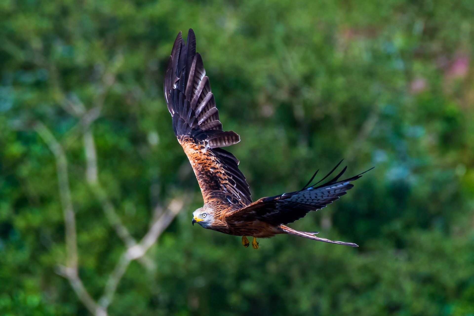 Red Kite