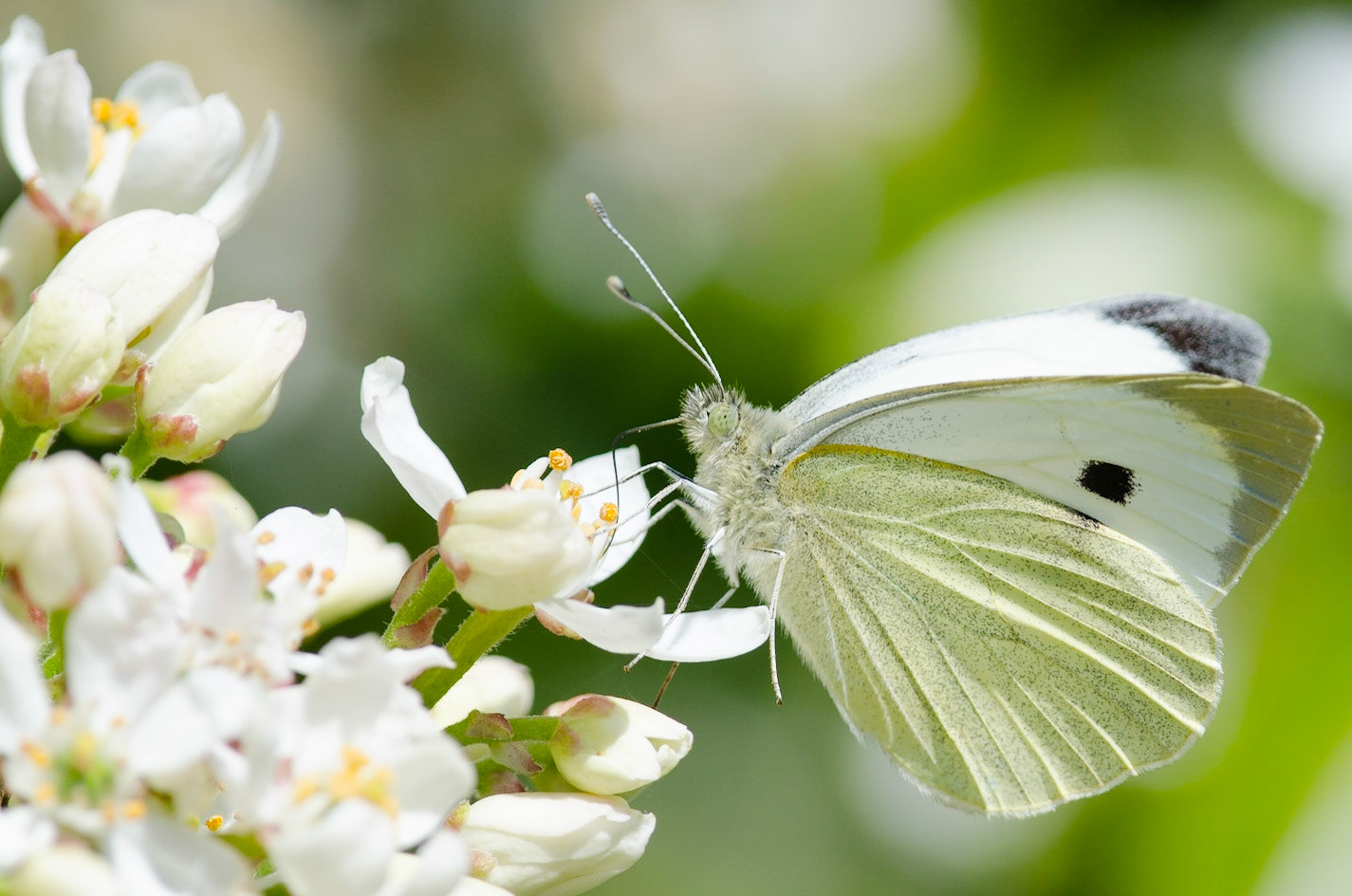 Large White Butterfly