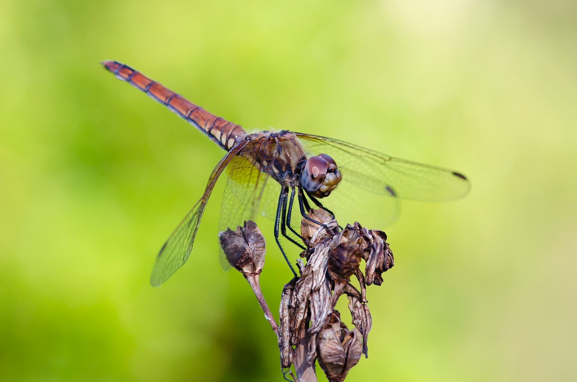 Violet Dropwing Dragonfly