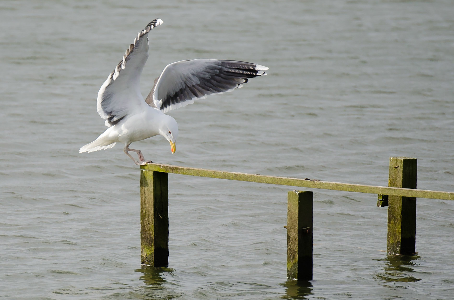 Great Black-backed Gull