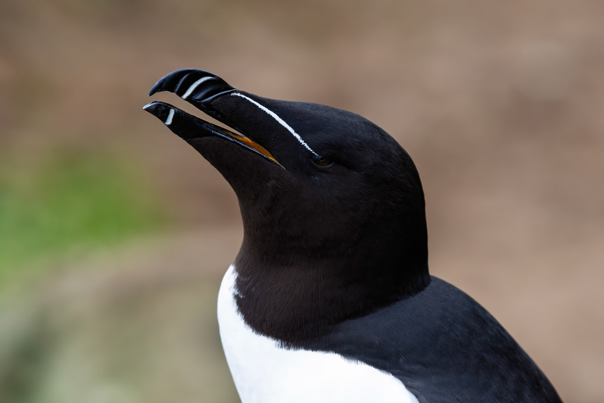 Razorbill