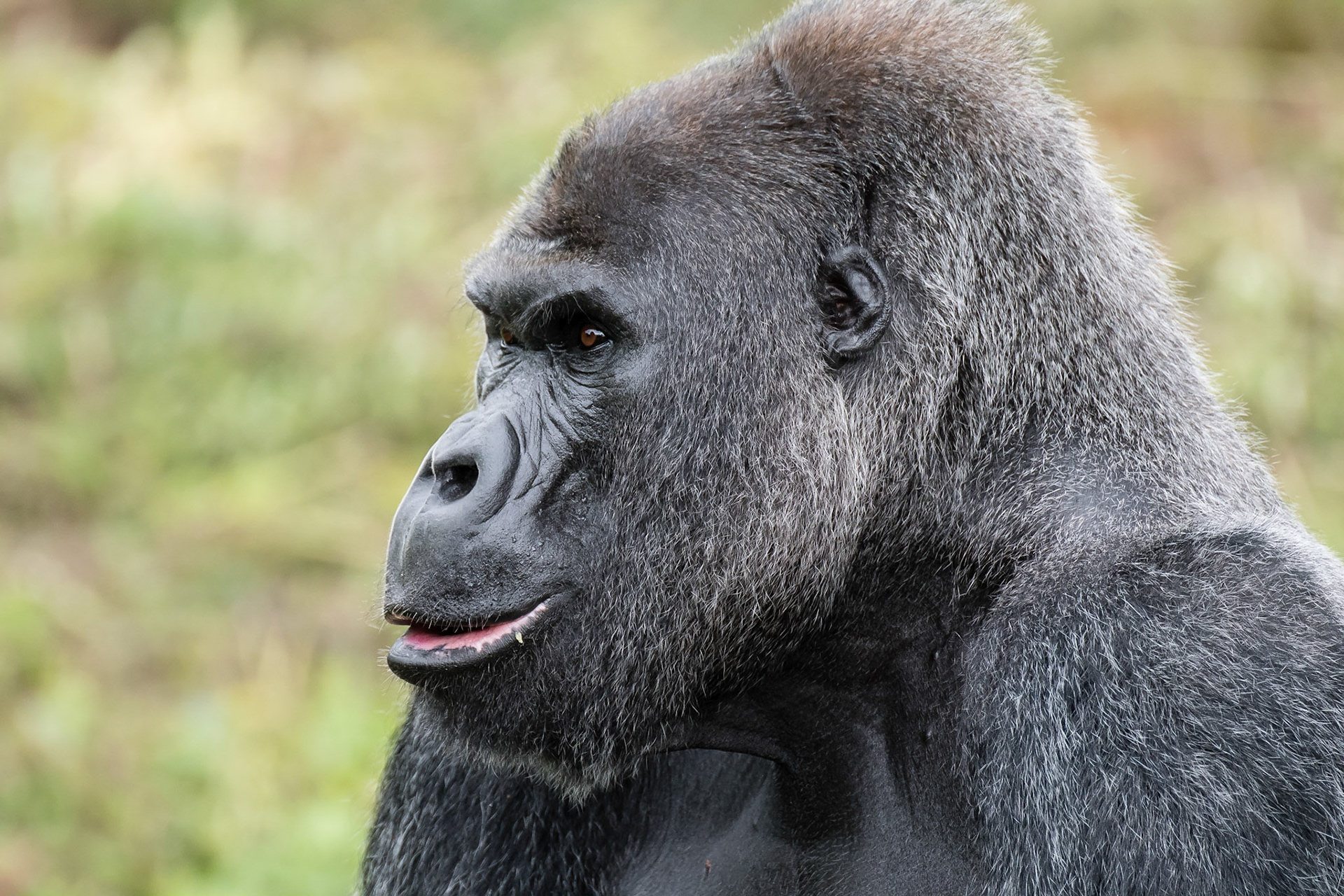 Western lowland gorilla