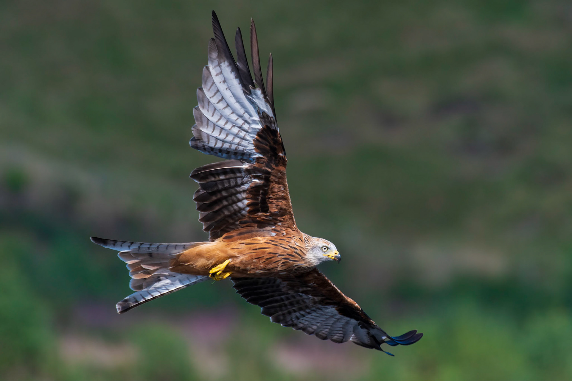 Red Kite