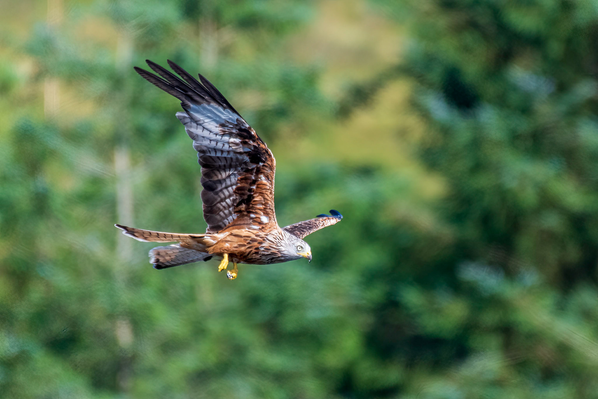 Red Kite