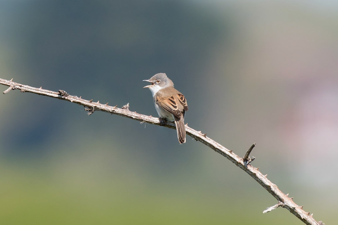 Common Whitethroat