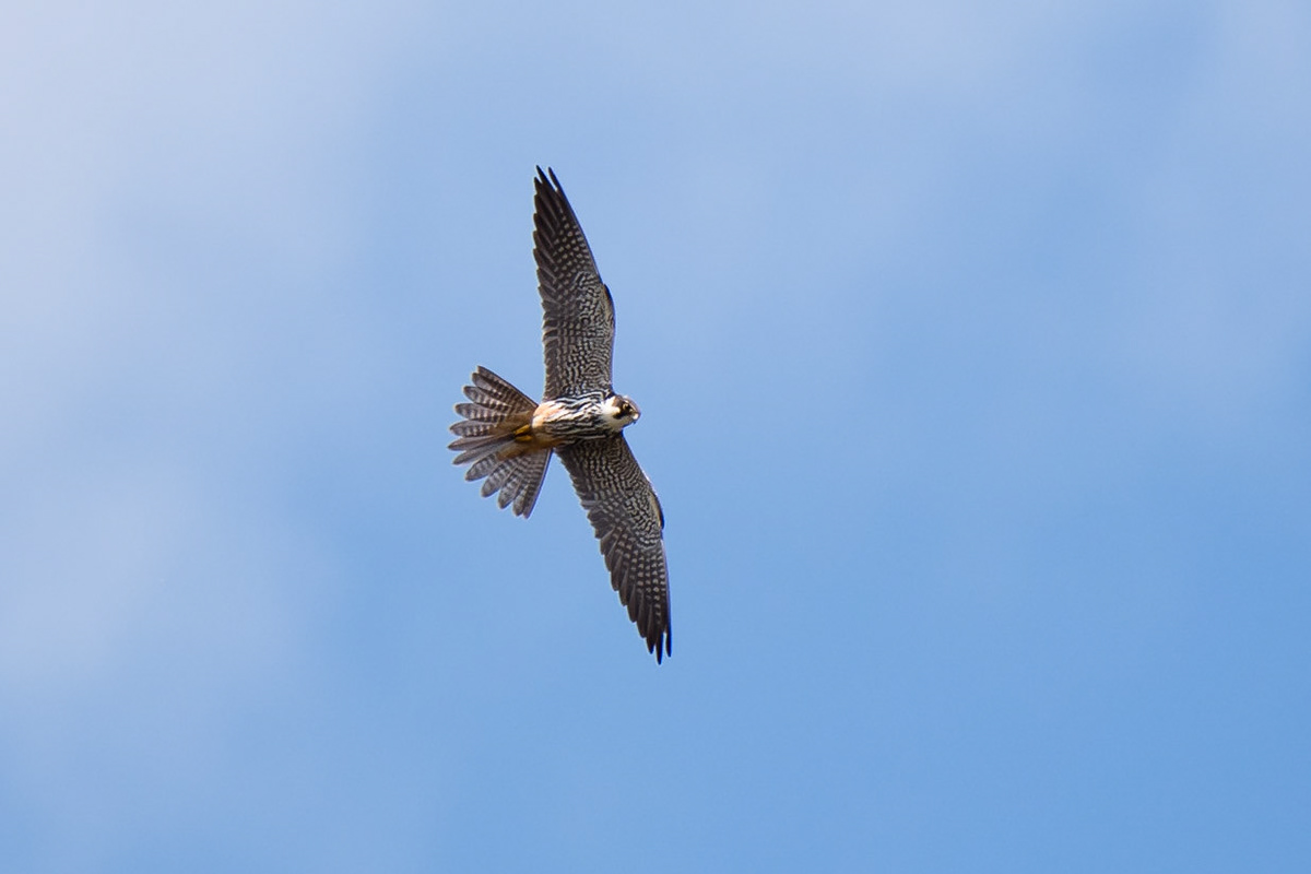 Eurasian Hobby