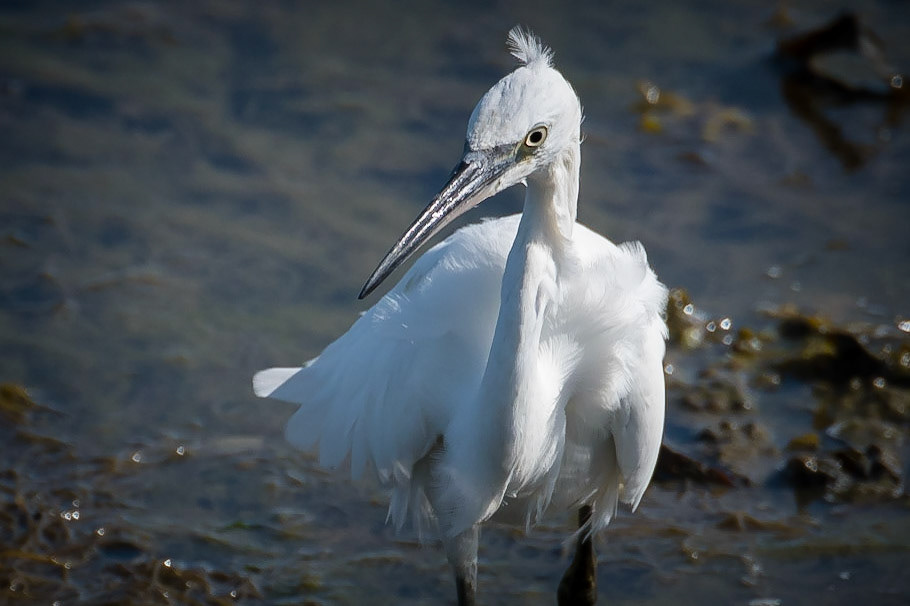 Little Egret