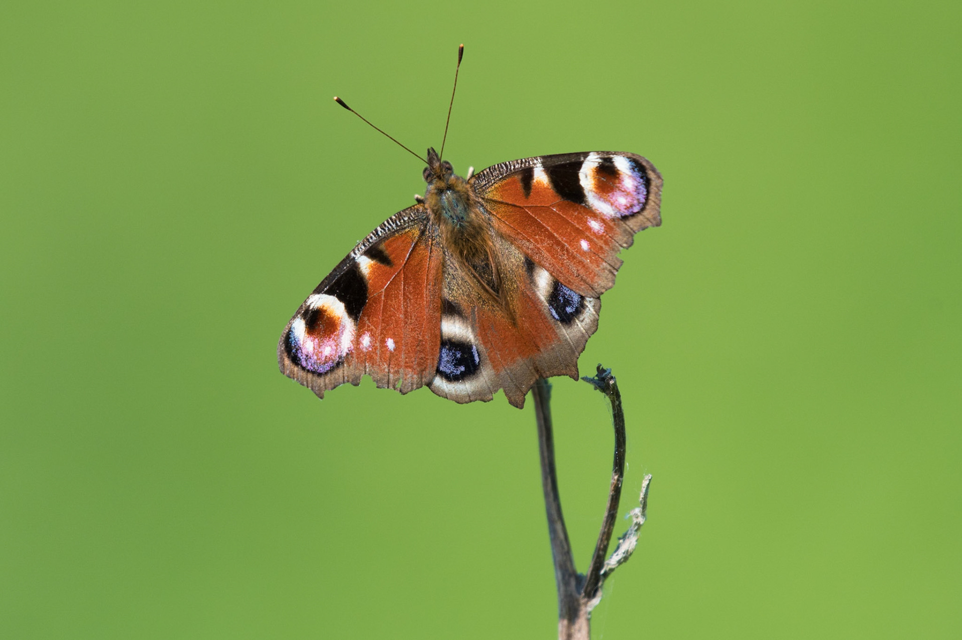 Peacock Butterfly