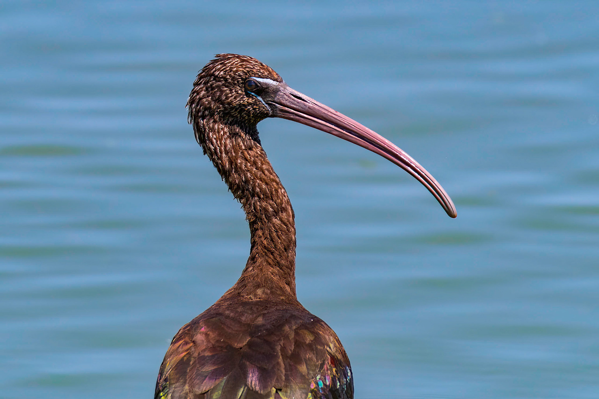 Glossy Ibis