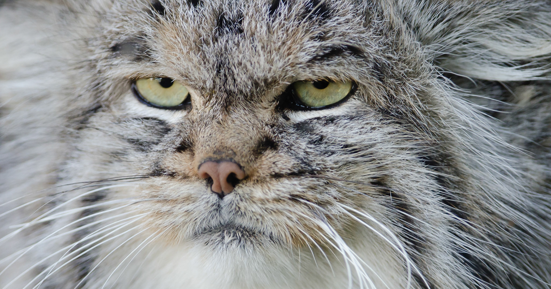Pallas Cat