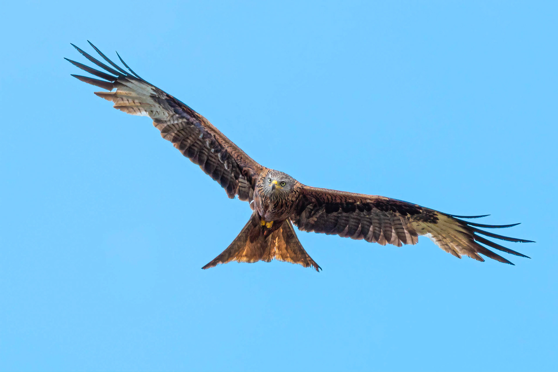 Red Kite