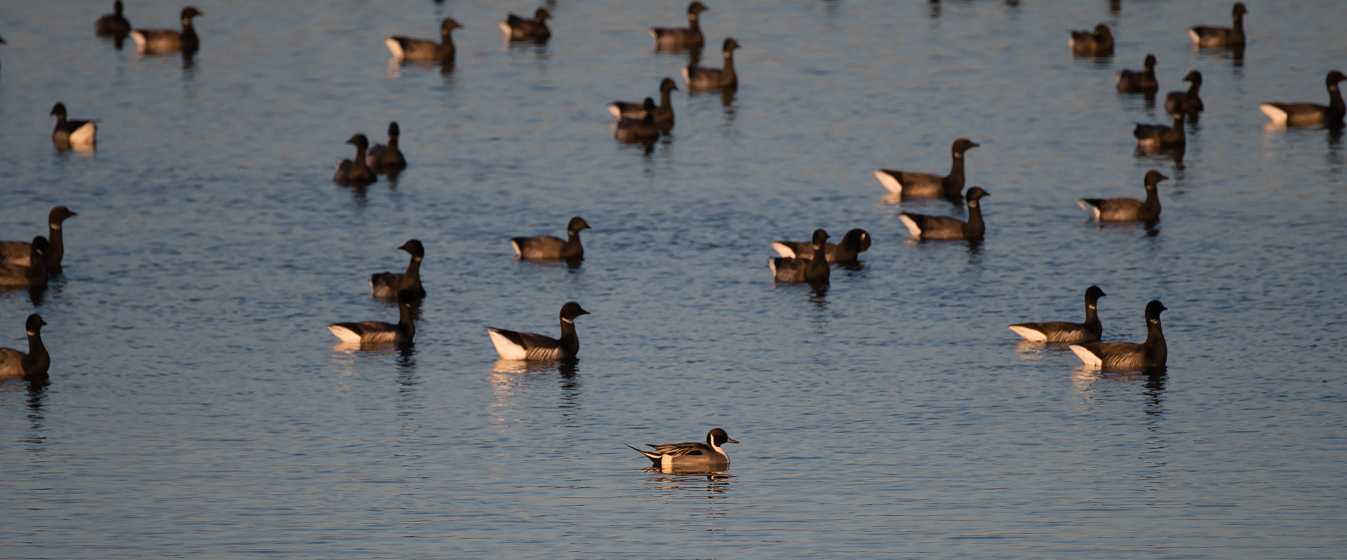 Northern Pintail, Brent Geese