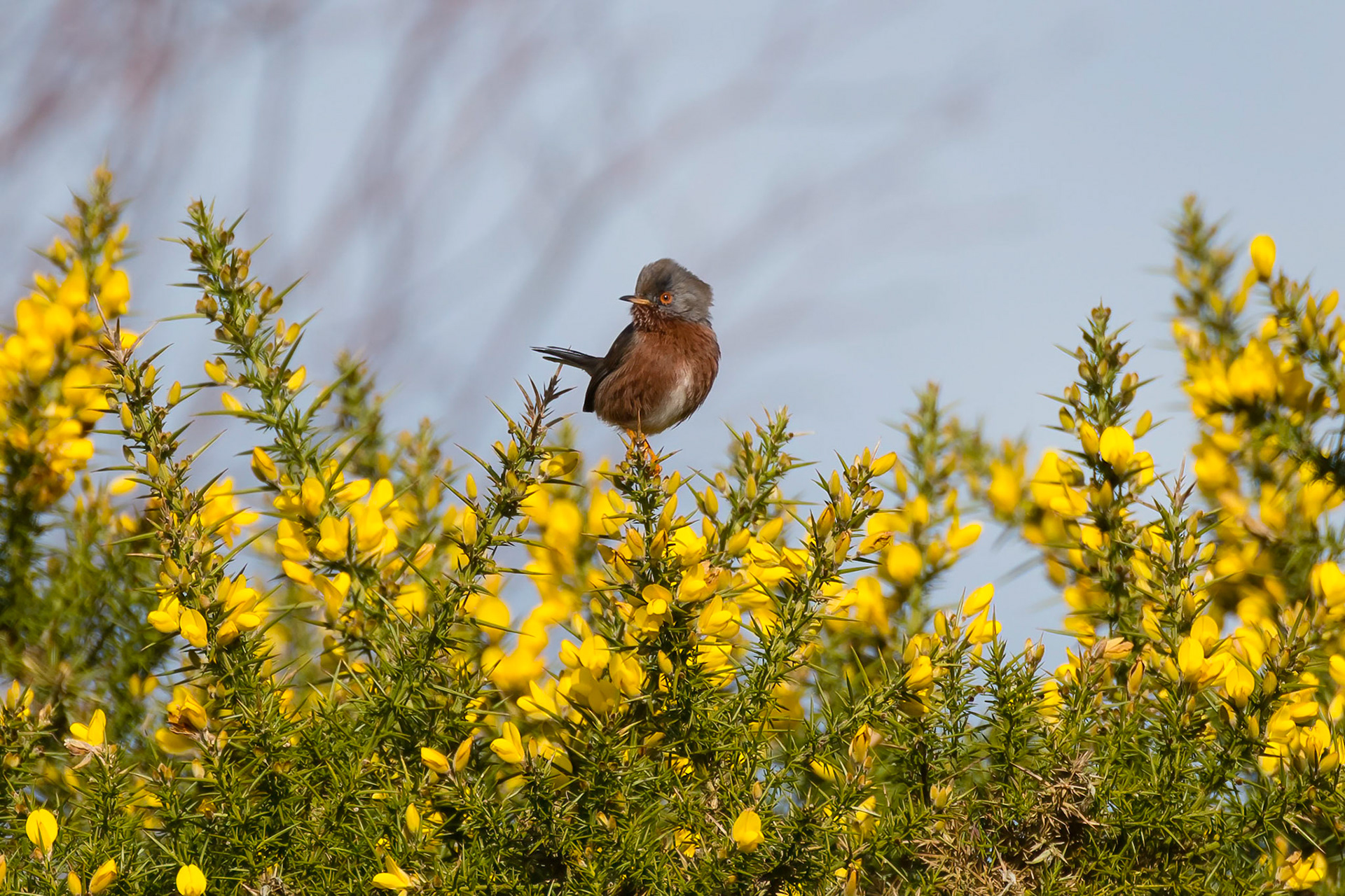 Dartford Warbler