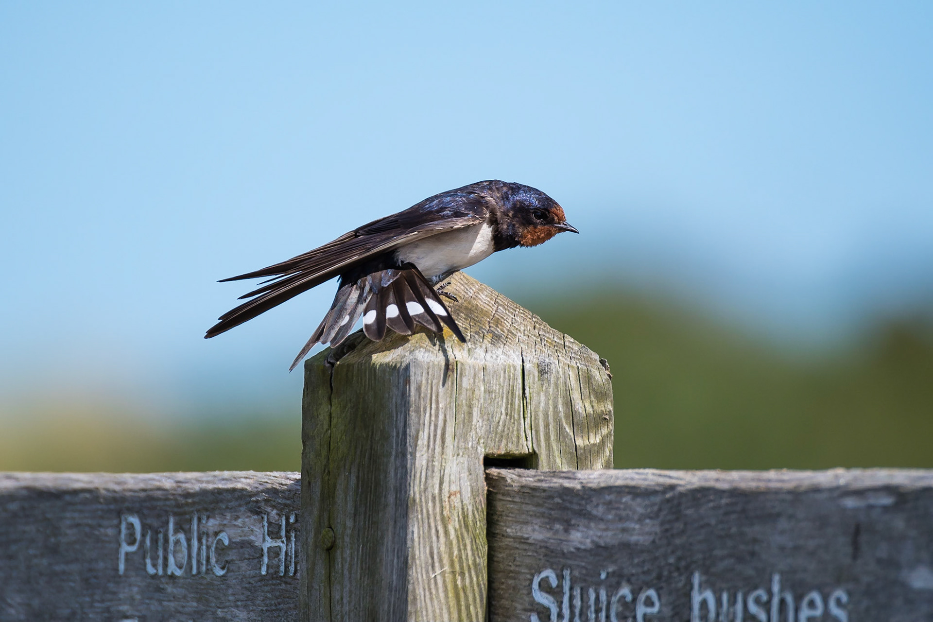 Barn Swallow