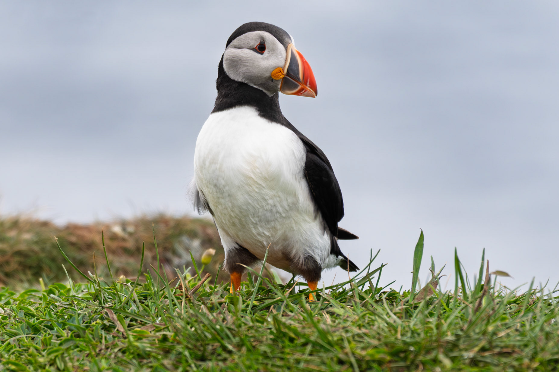 Atlantic Puffin