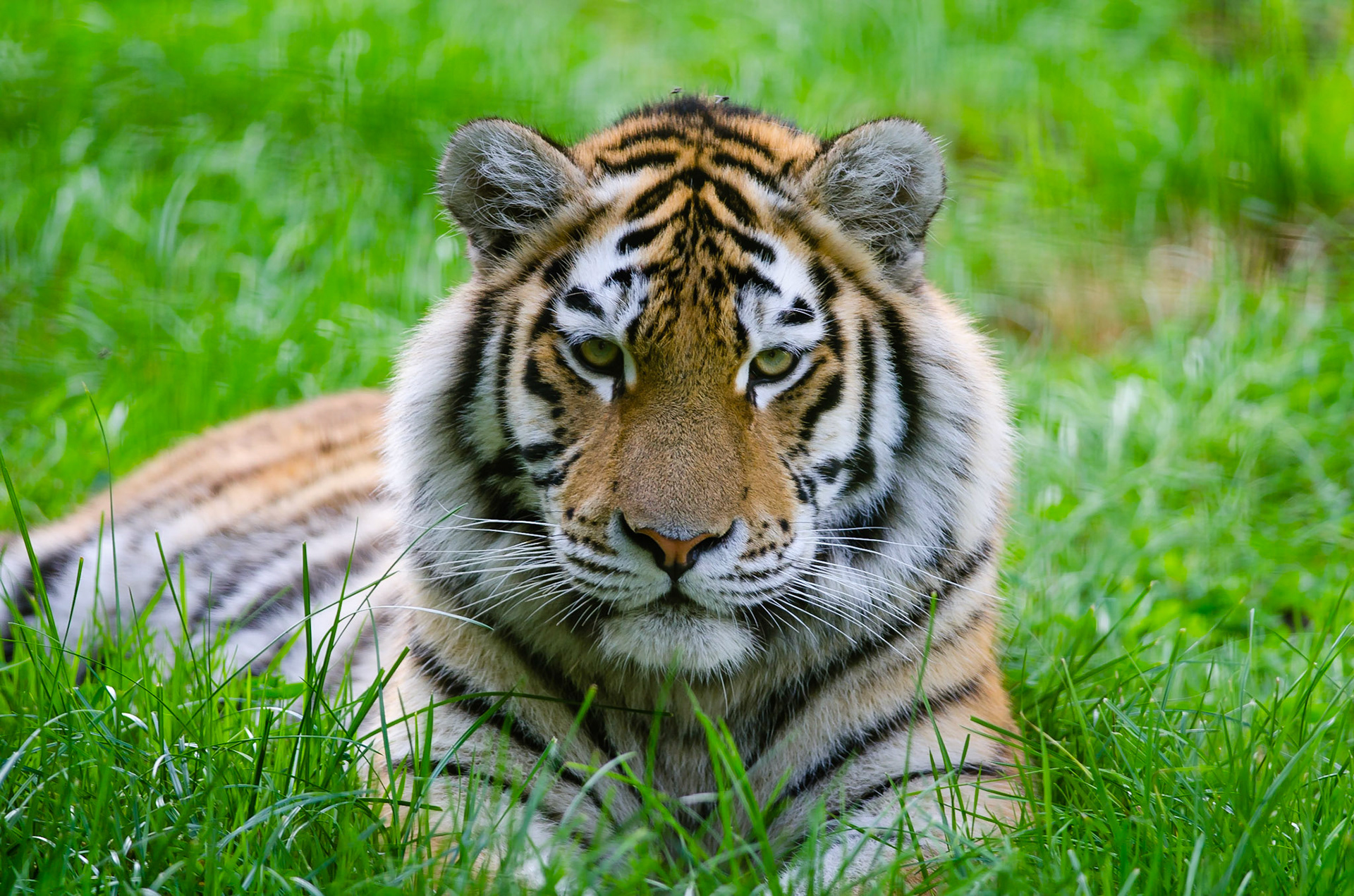 Siberian Tiger
