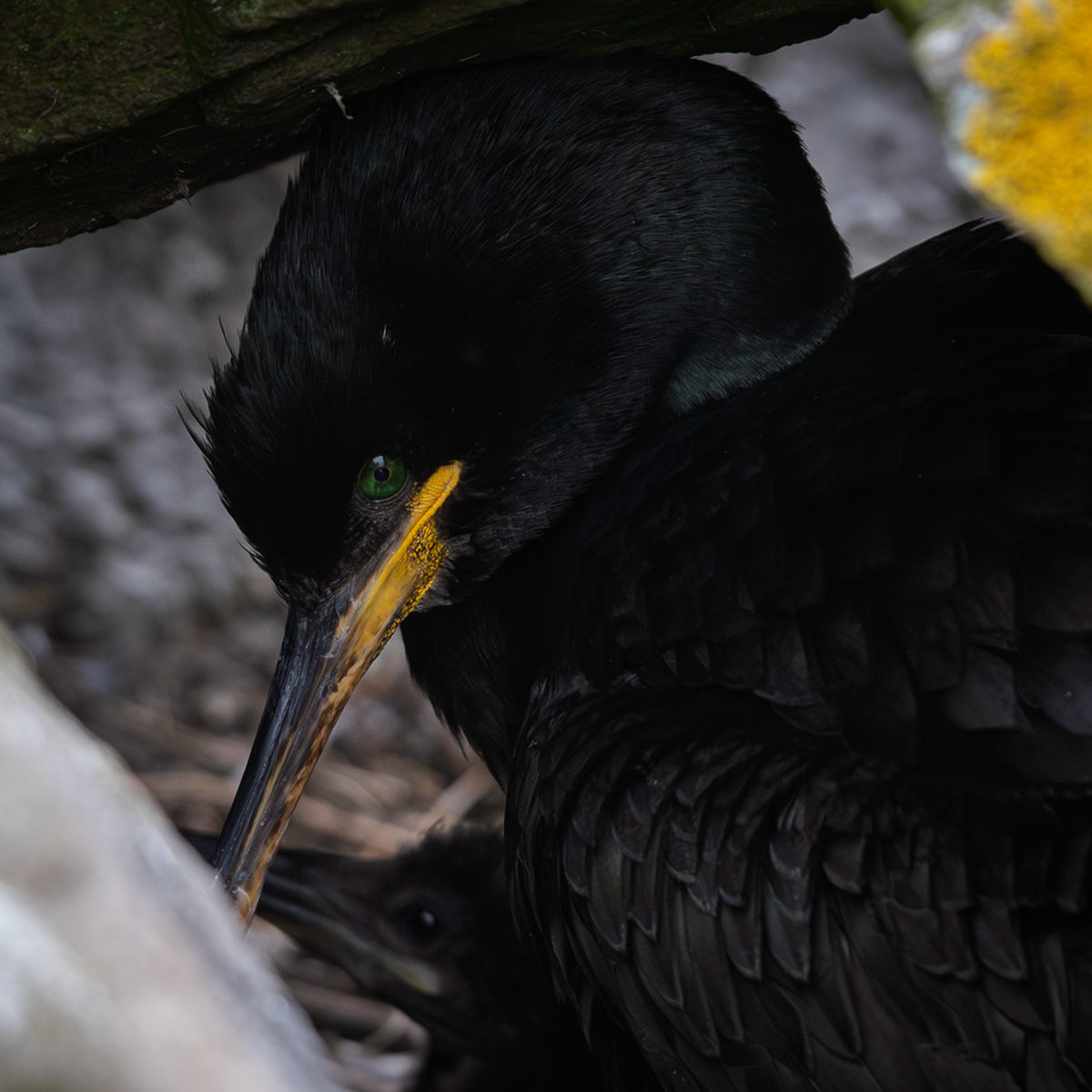 European Shag