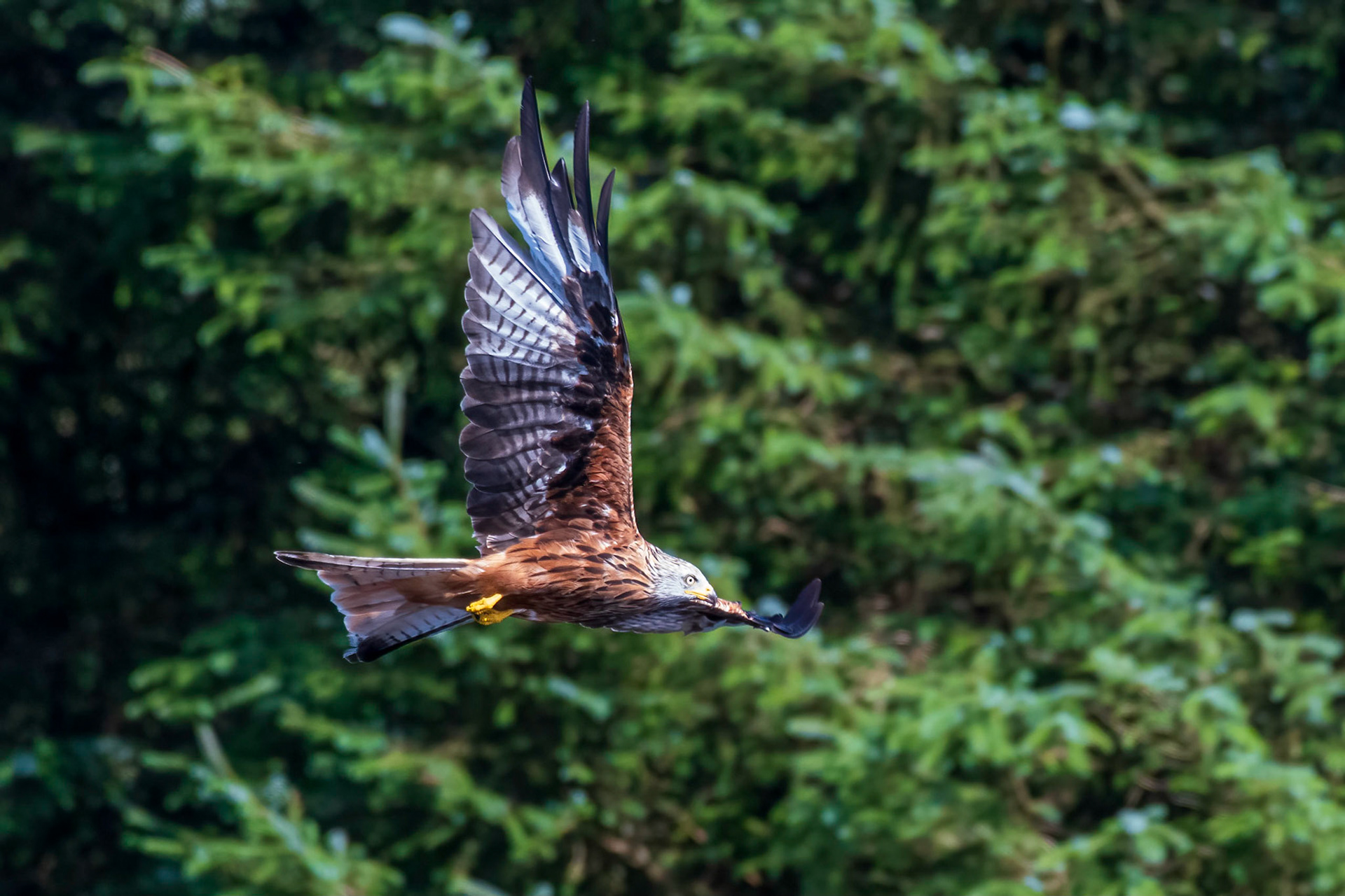 Red Kite