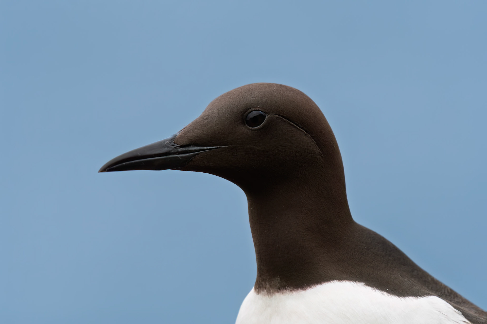 Common Guillemot