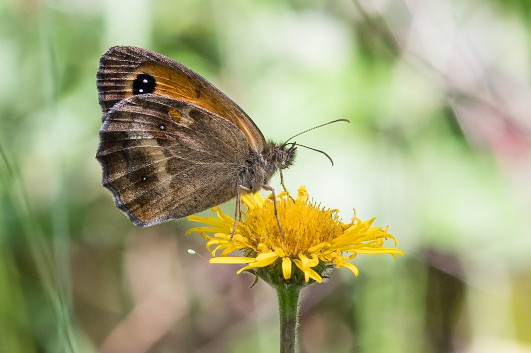 Gatekeeper Butterfly