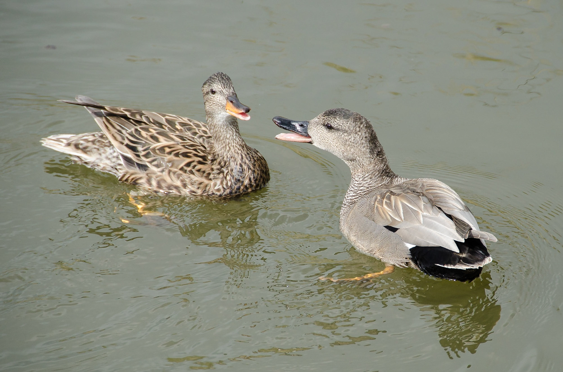 Gadwall