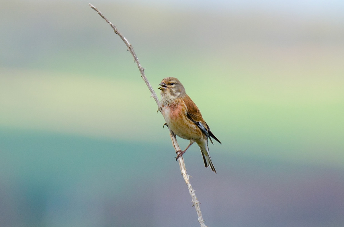 Common Linnet