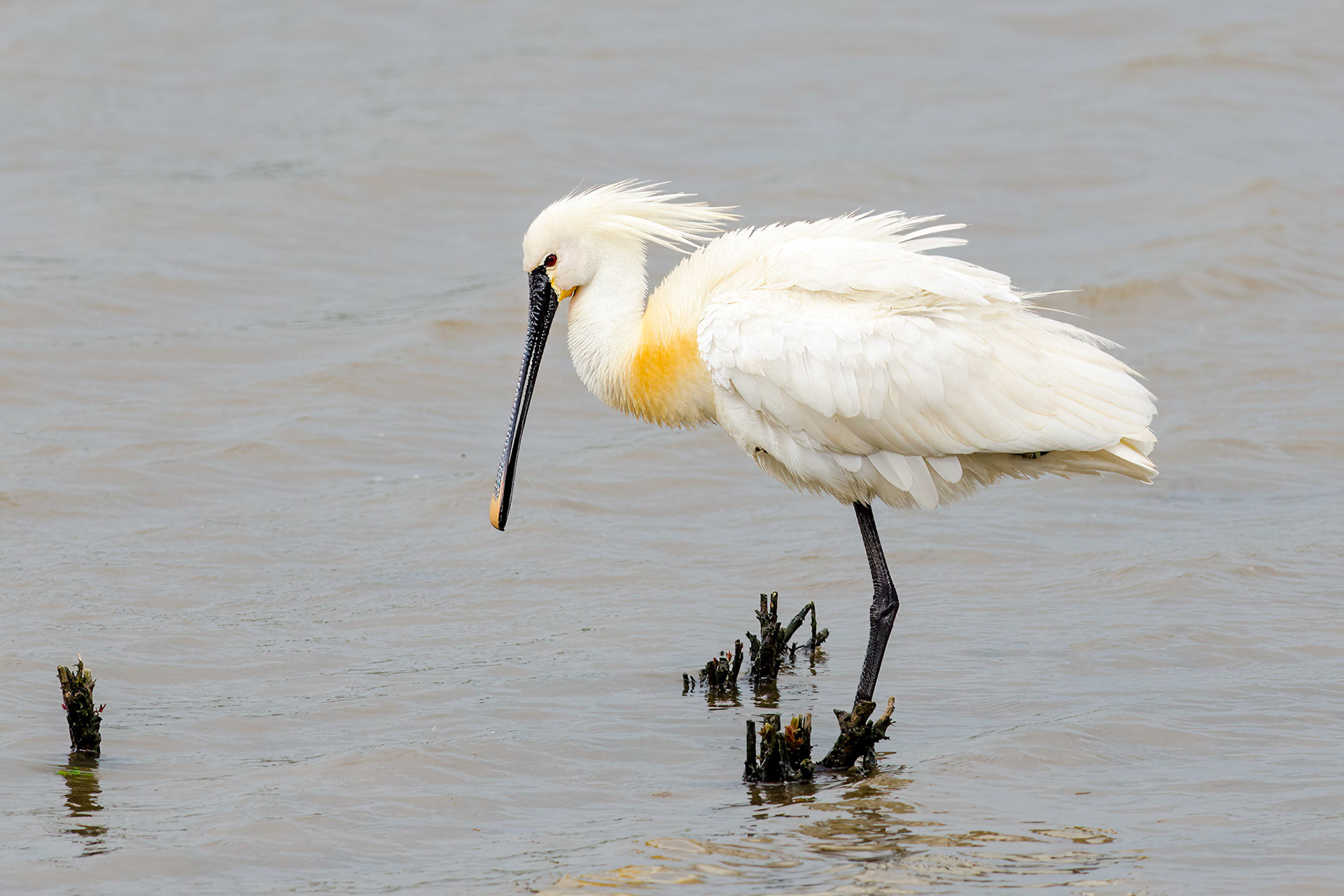 Eurasian Spoonbill