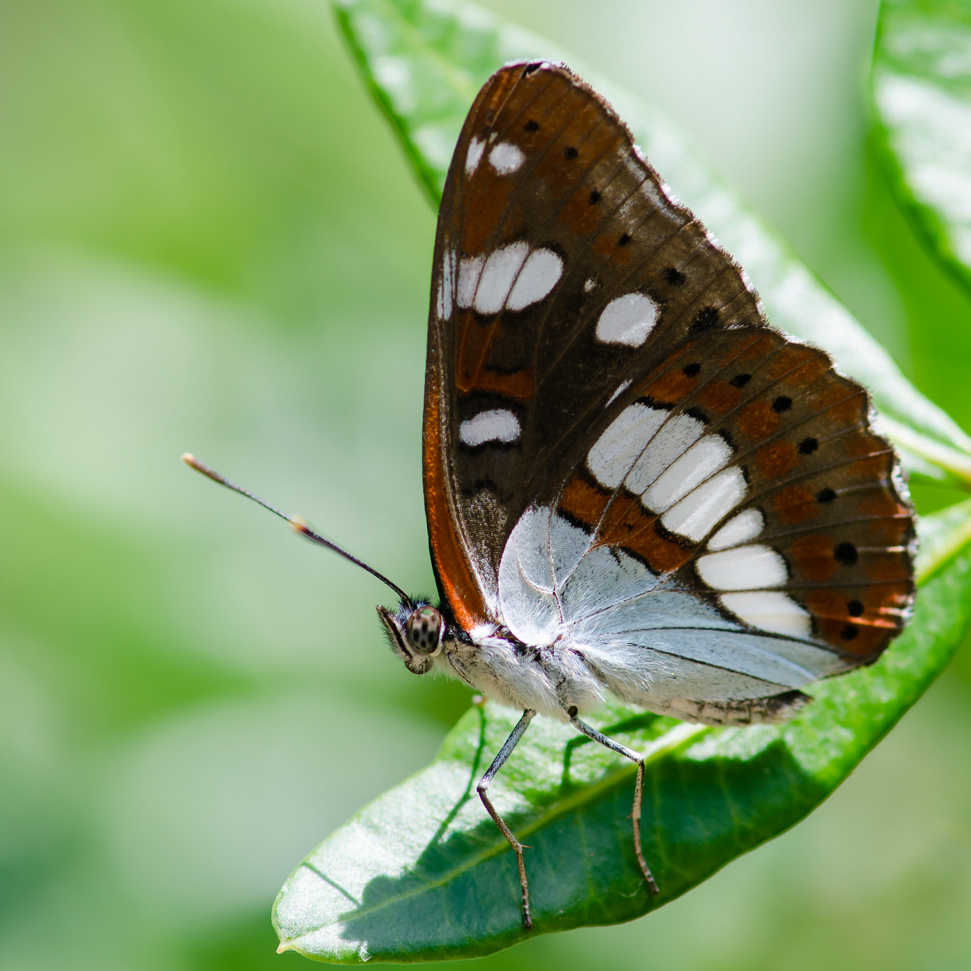 Southern White Admiral Butterfly