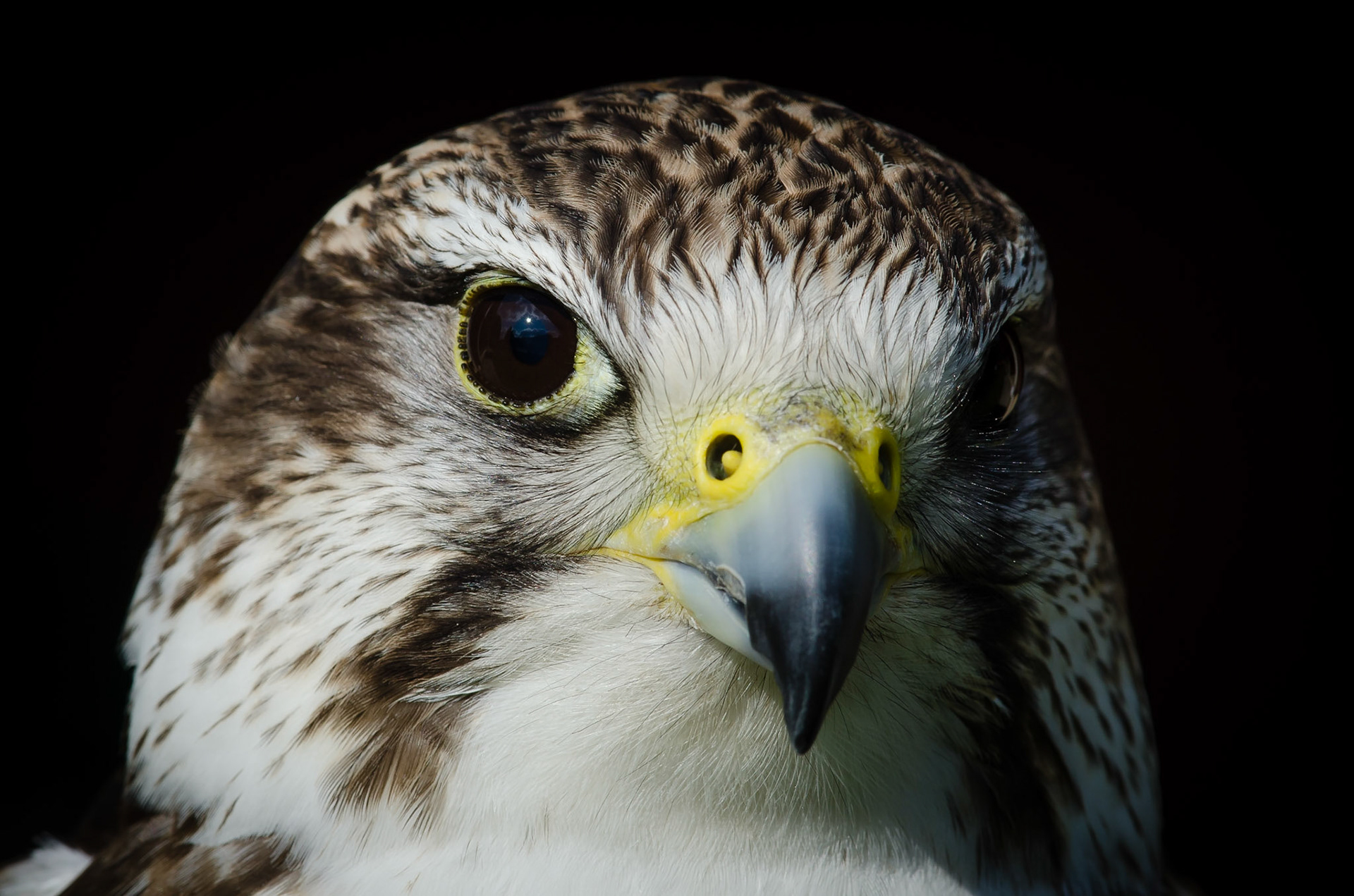 Saker Falcon