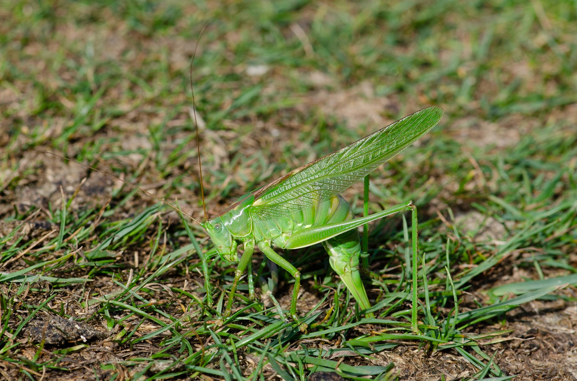 Great Green Bush Cricket