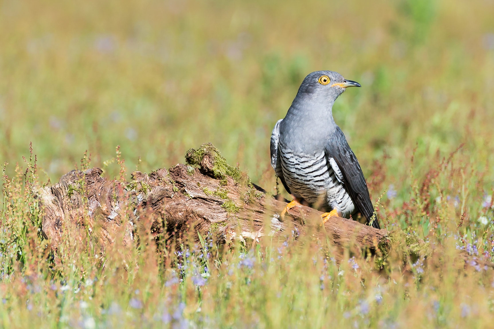 Common Cuckoo