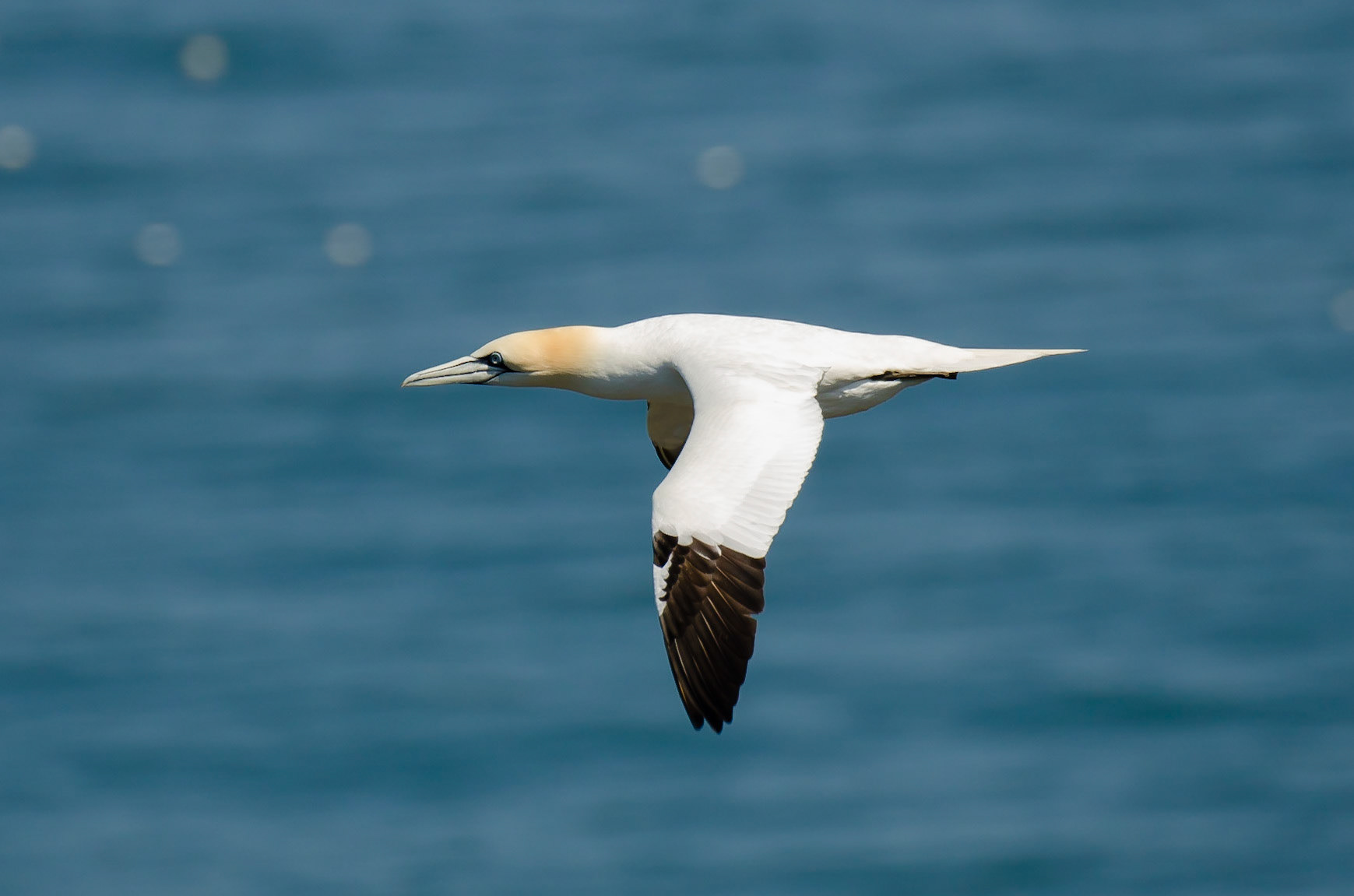 Northern Gannet