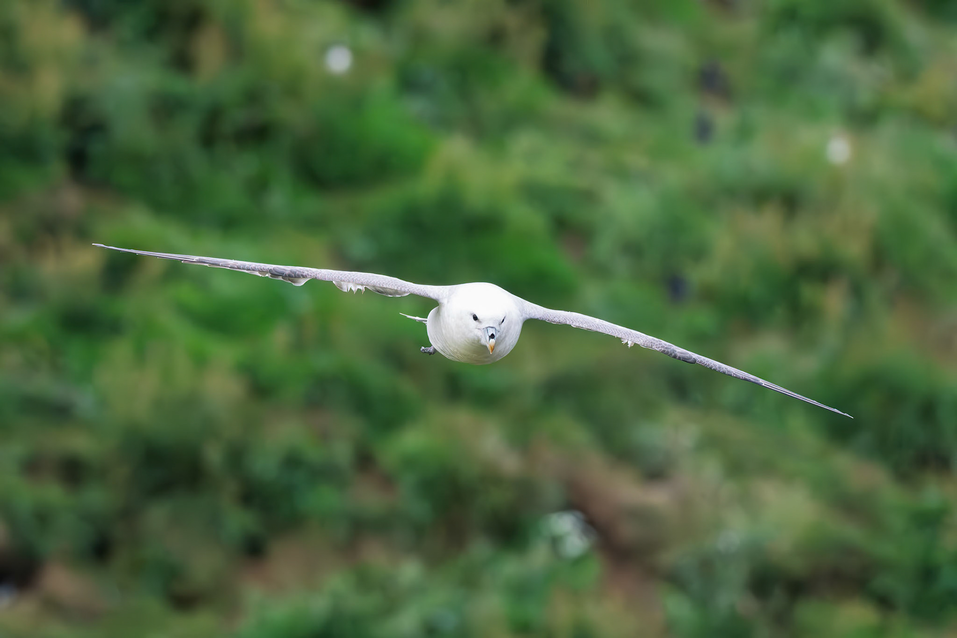 Northern Fulmar