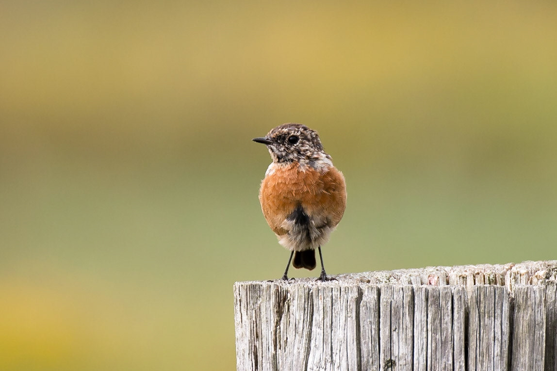 Common Stonechat