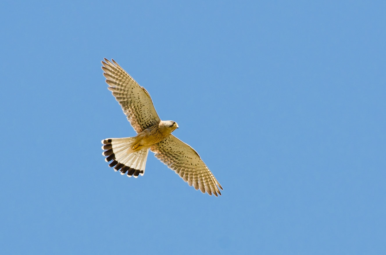 Common Kestrel