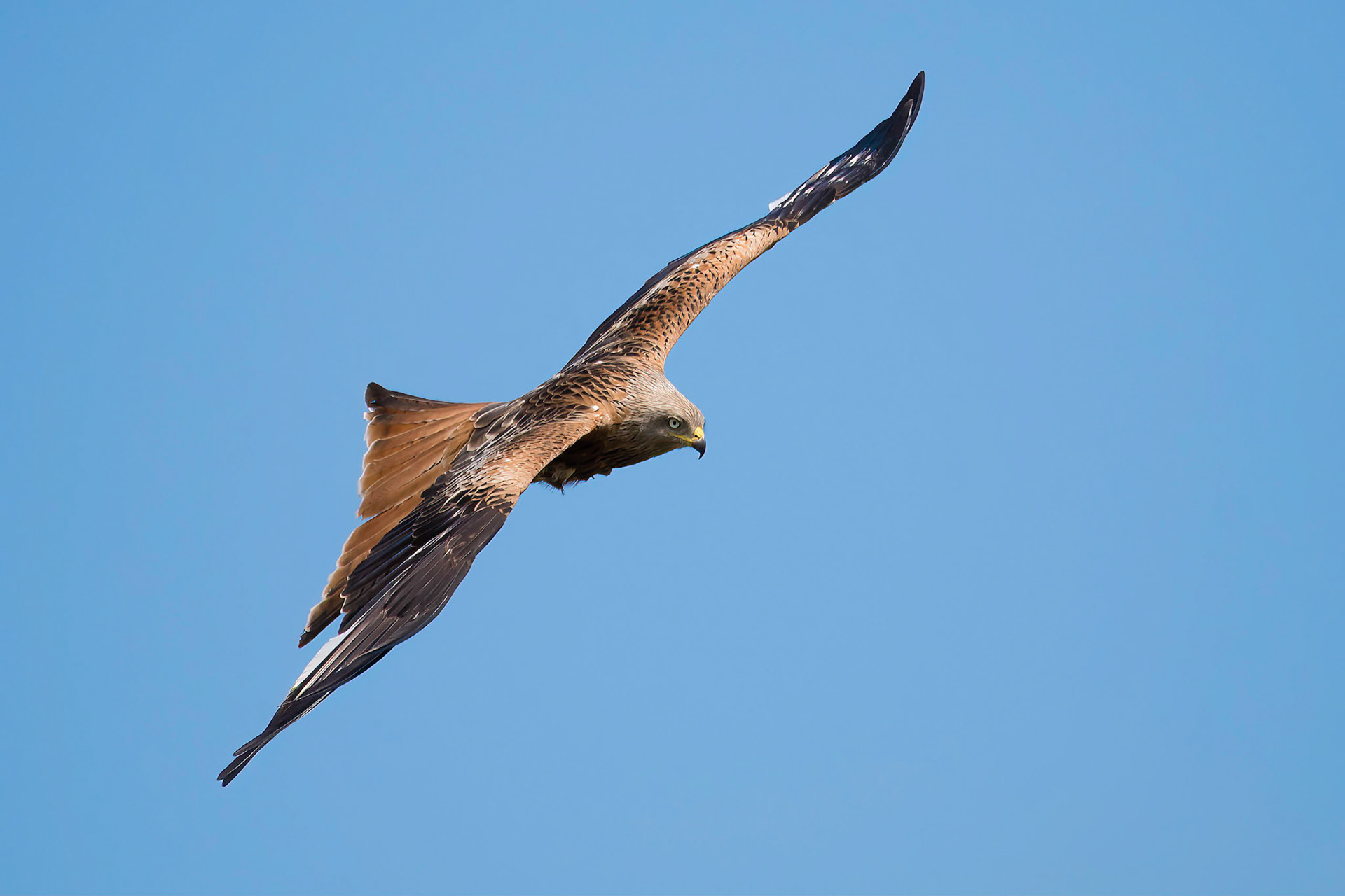 Red Kite