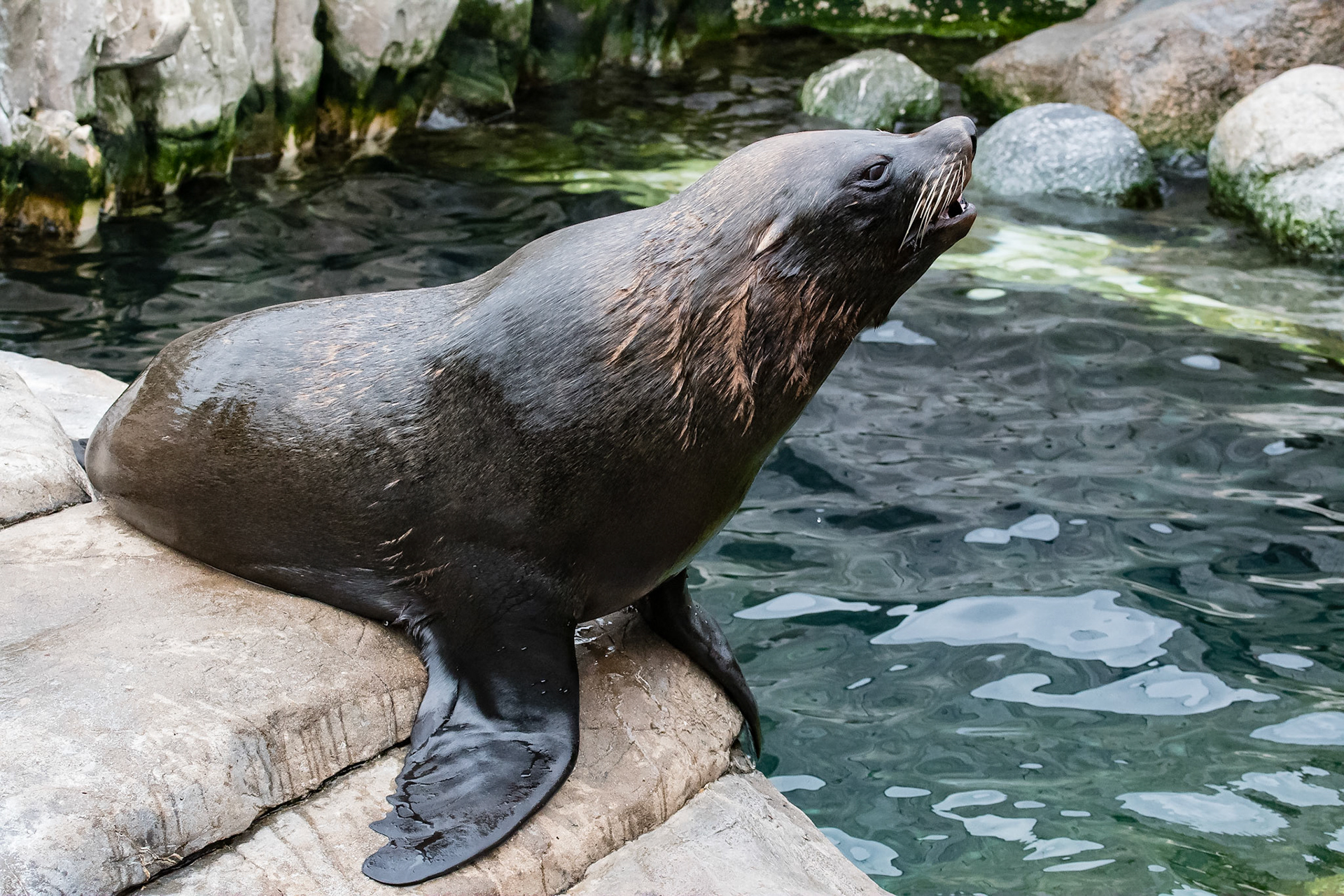 South American Fur Seal