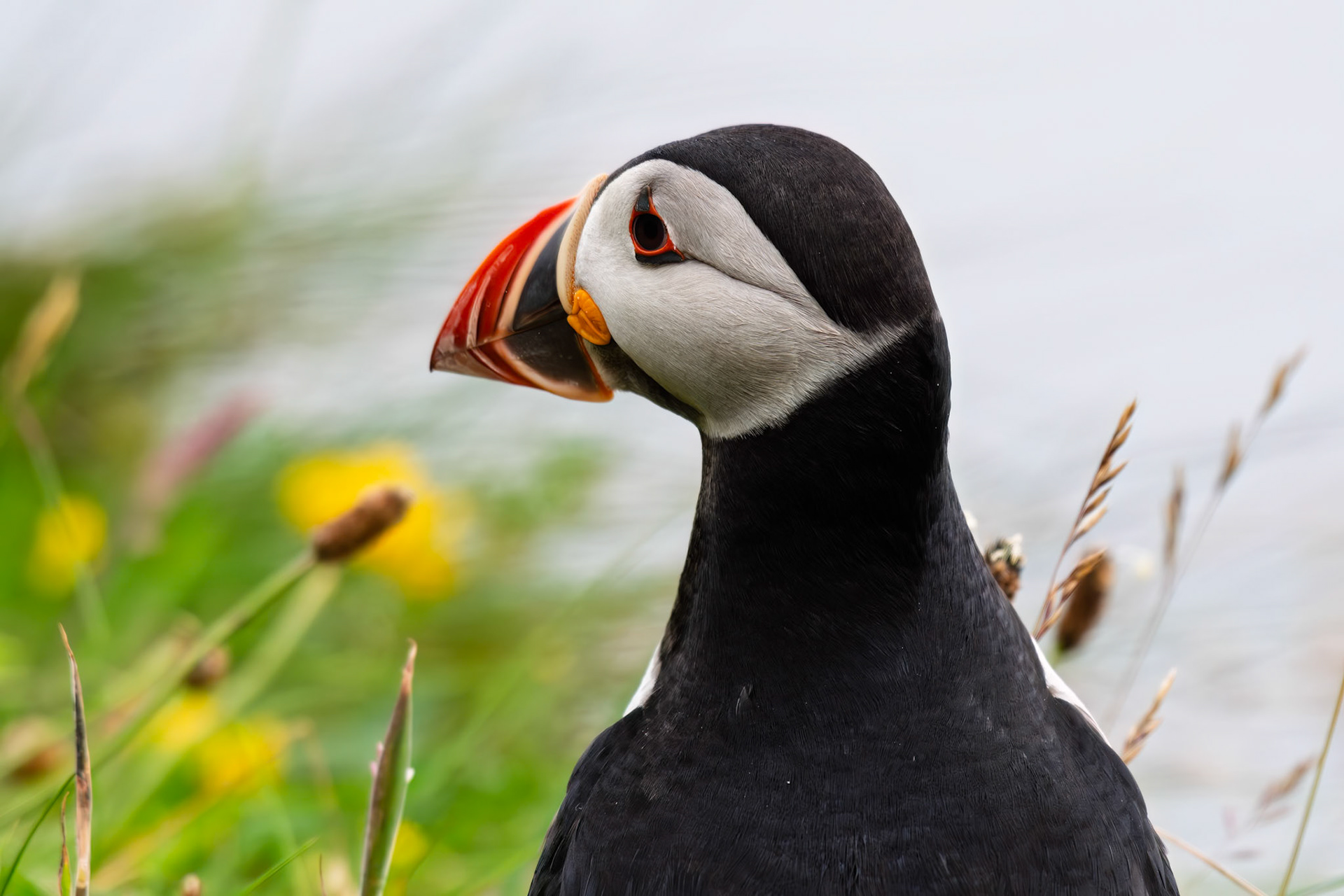 Atlantic Puffin