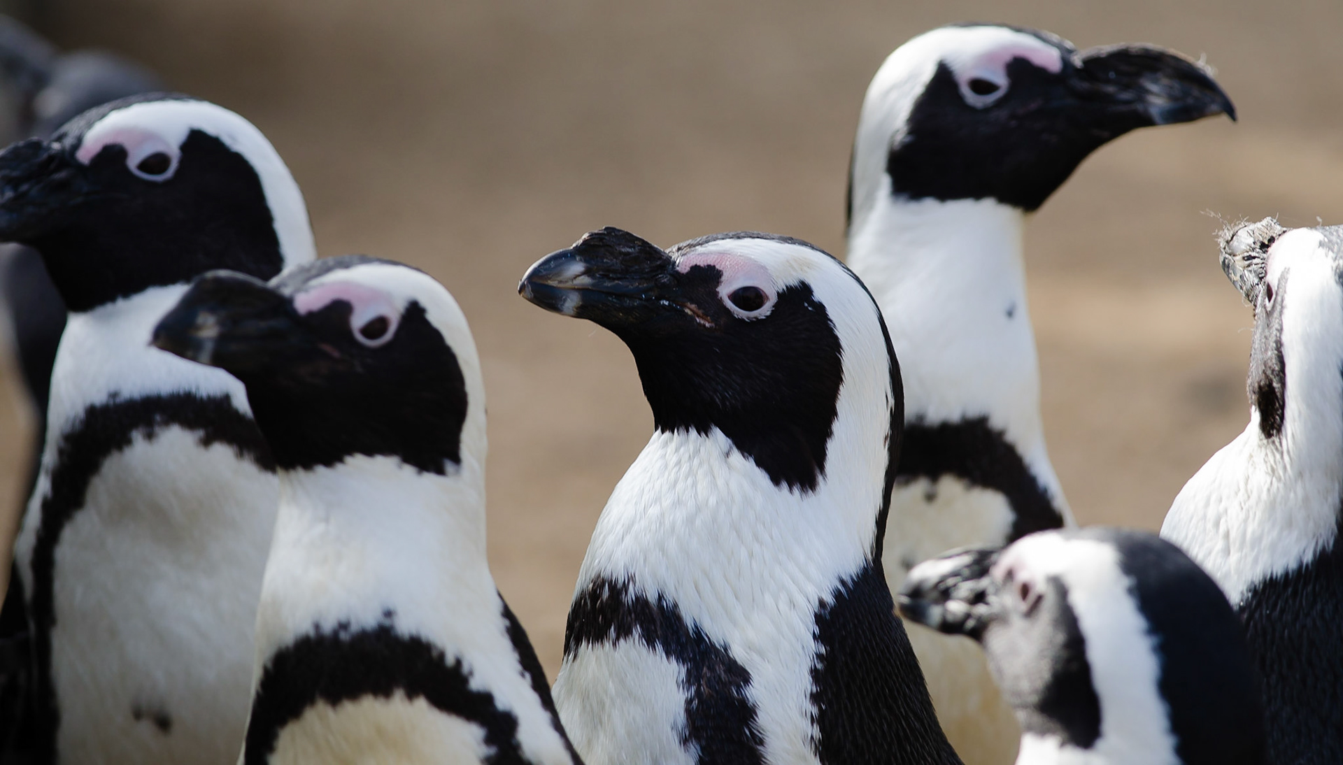 Black Footed Penguin