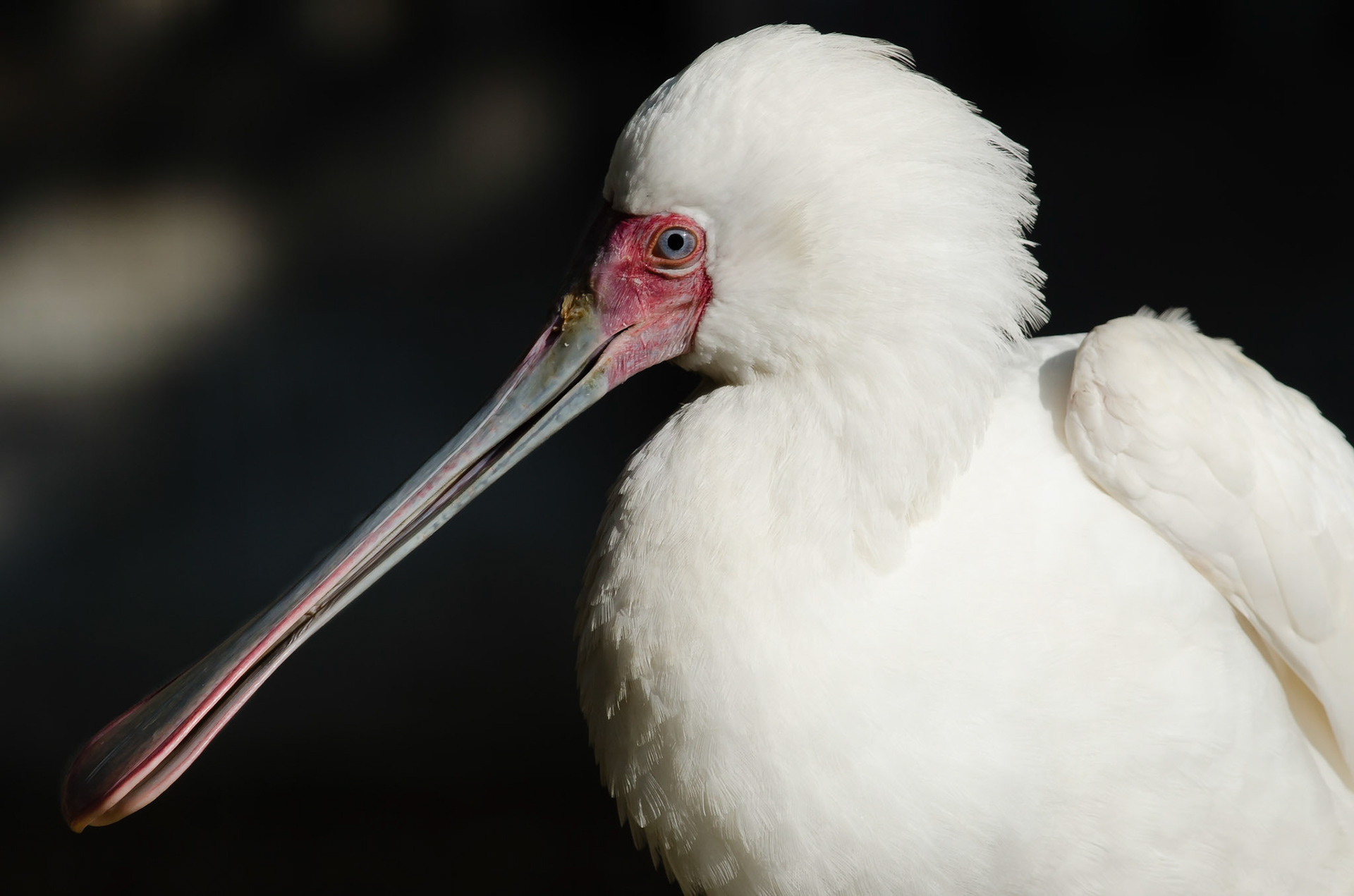 African Spoonbill