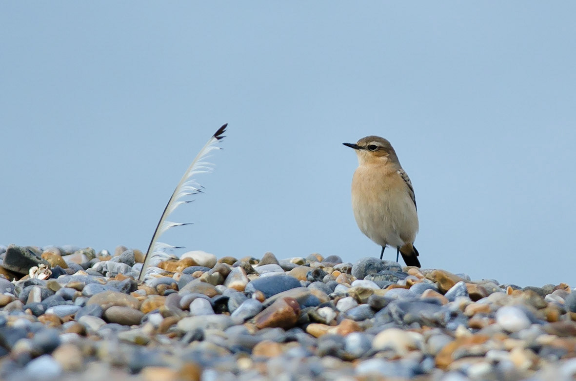 Northern Wheatear
