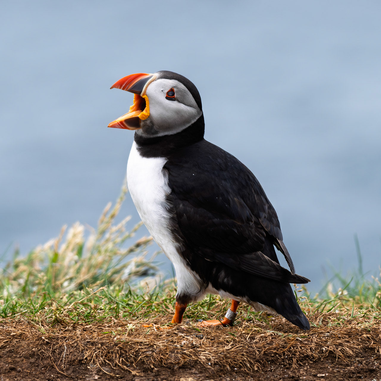 Atlantic Puffin