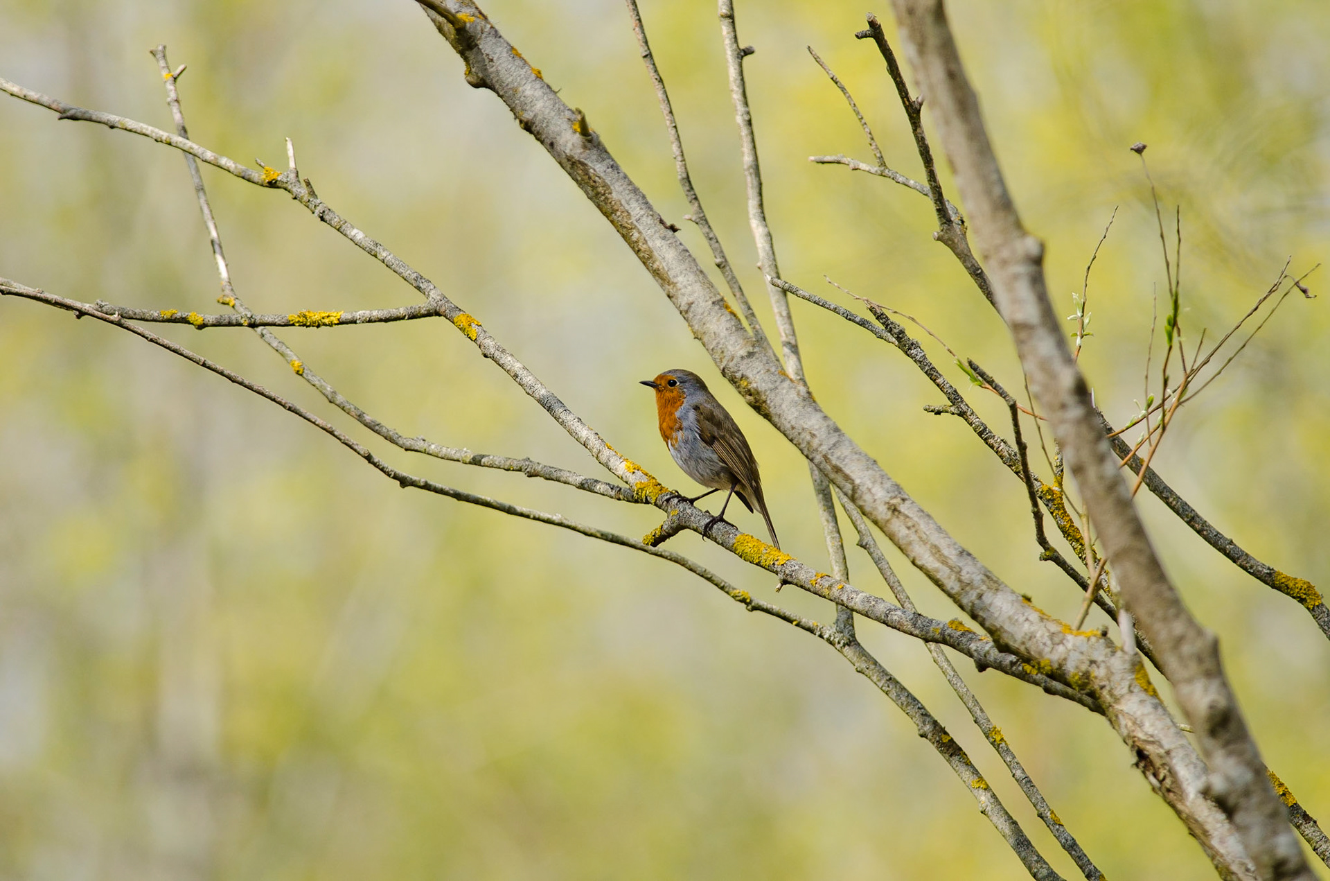 European Robin