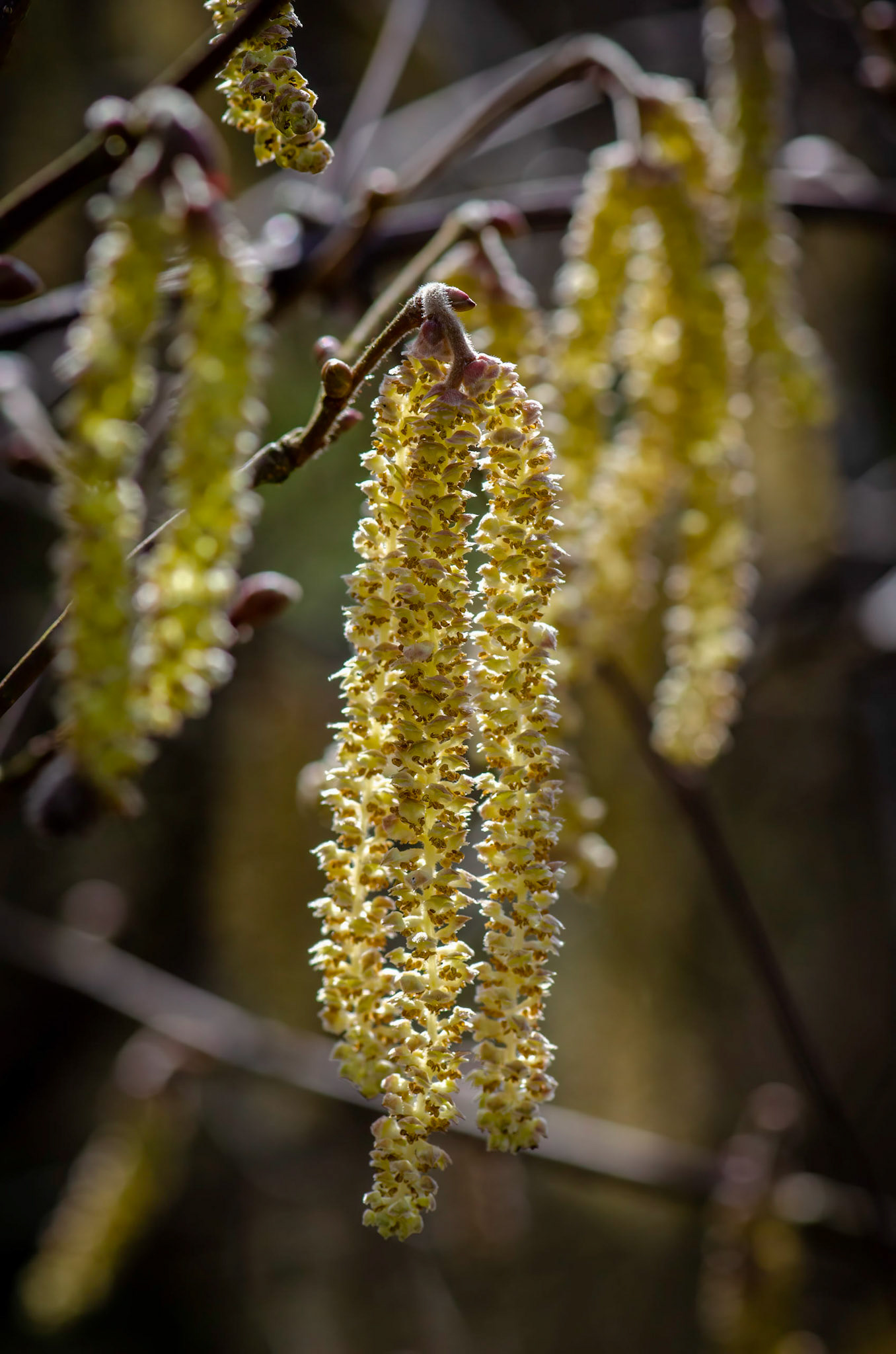 Willow Catkins