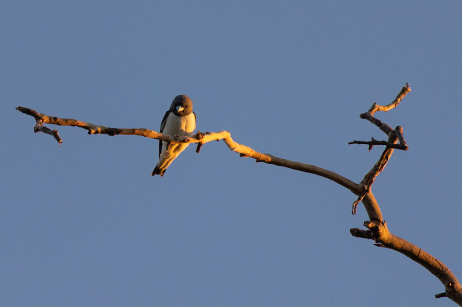 White-brested woodswallow, Kununarra, WA