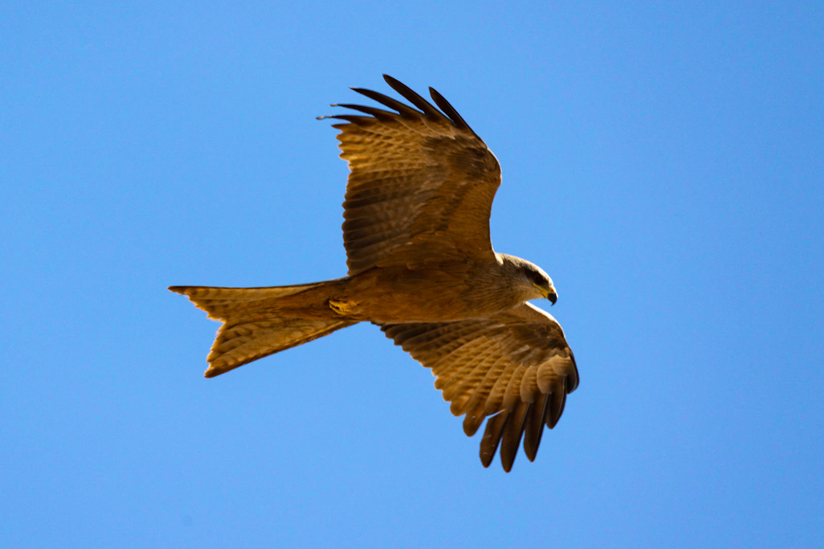Kite