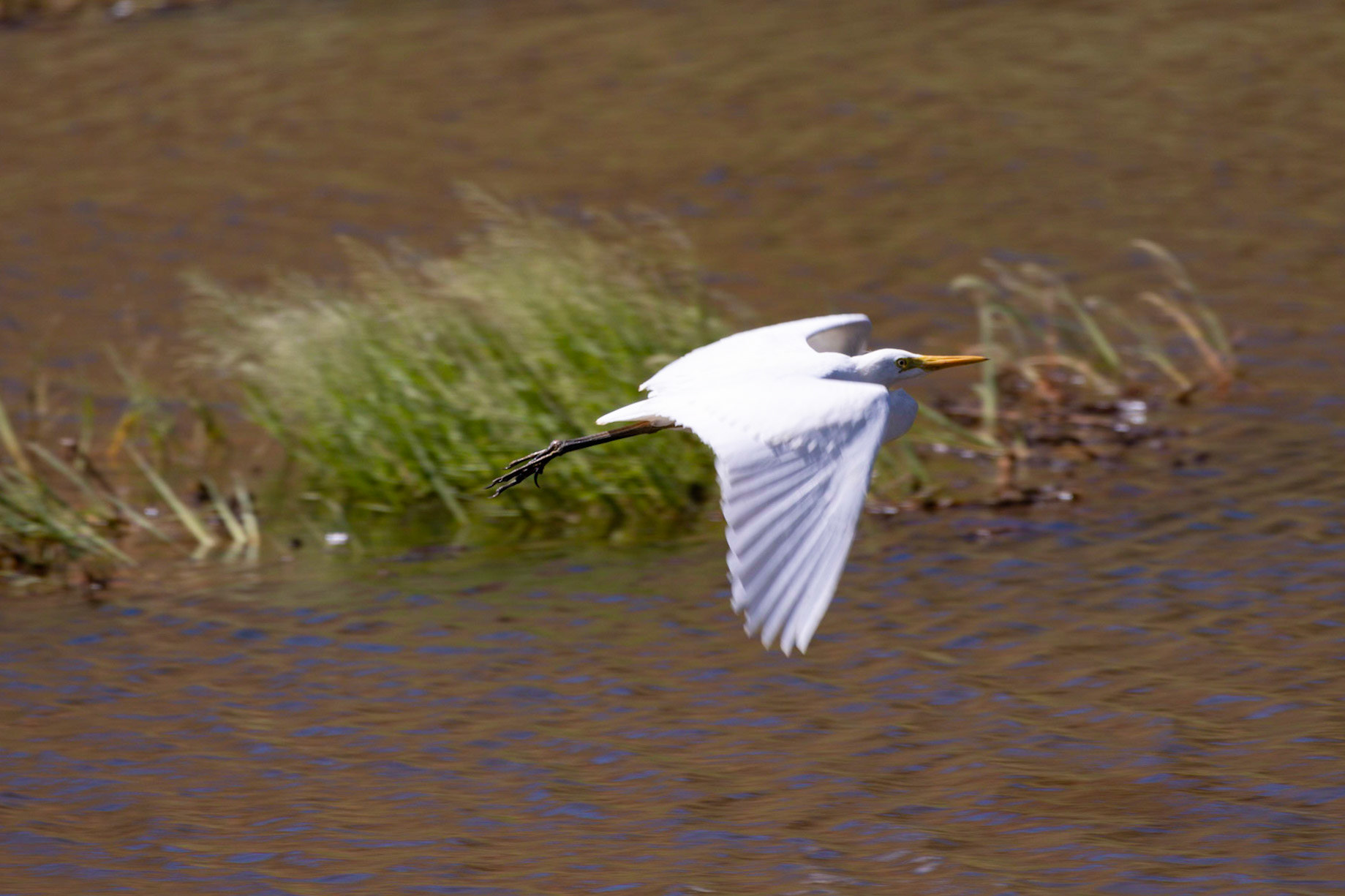 Egret