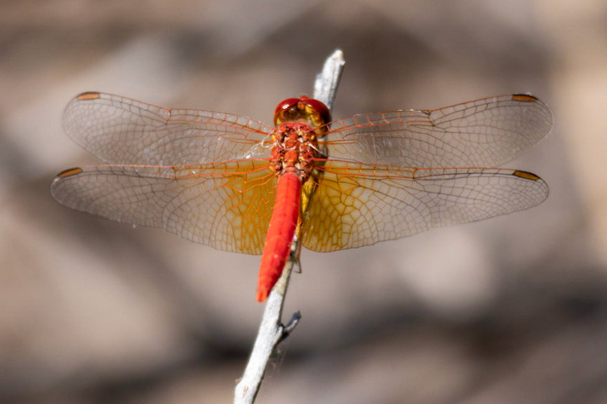 Scarlet Dragonfly