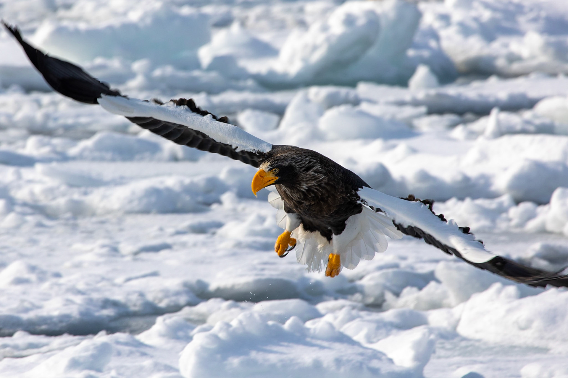 Sea Eagle