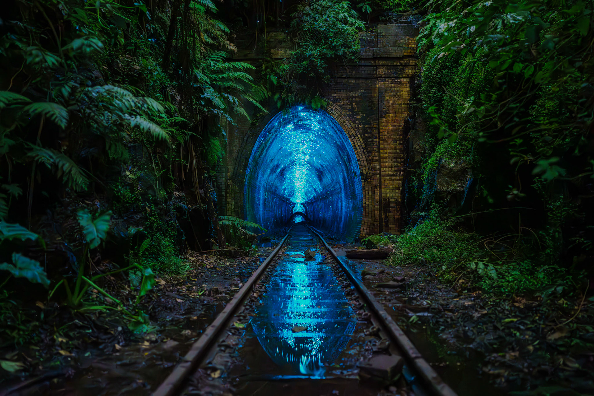 Helensburgh Tunnels Glow Worms